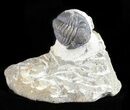 Bargain, Gerastos Trilobite Fossil - Morocco #57633-2